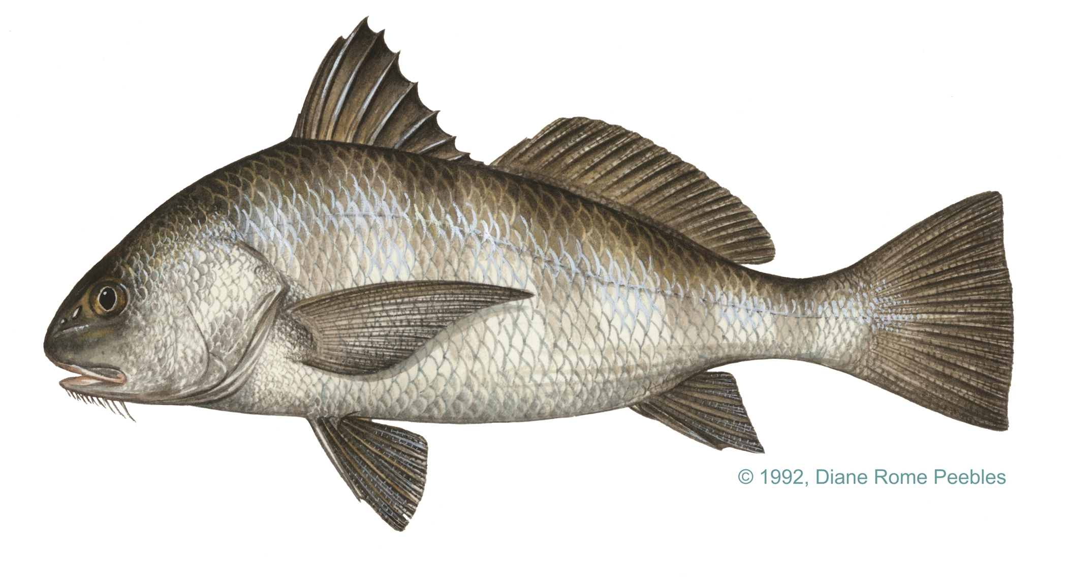 Black Drum