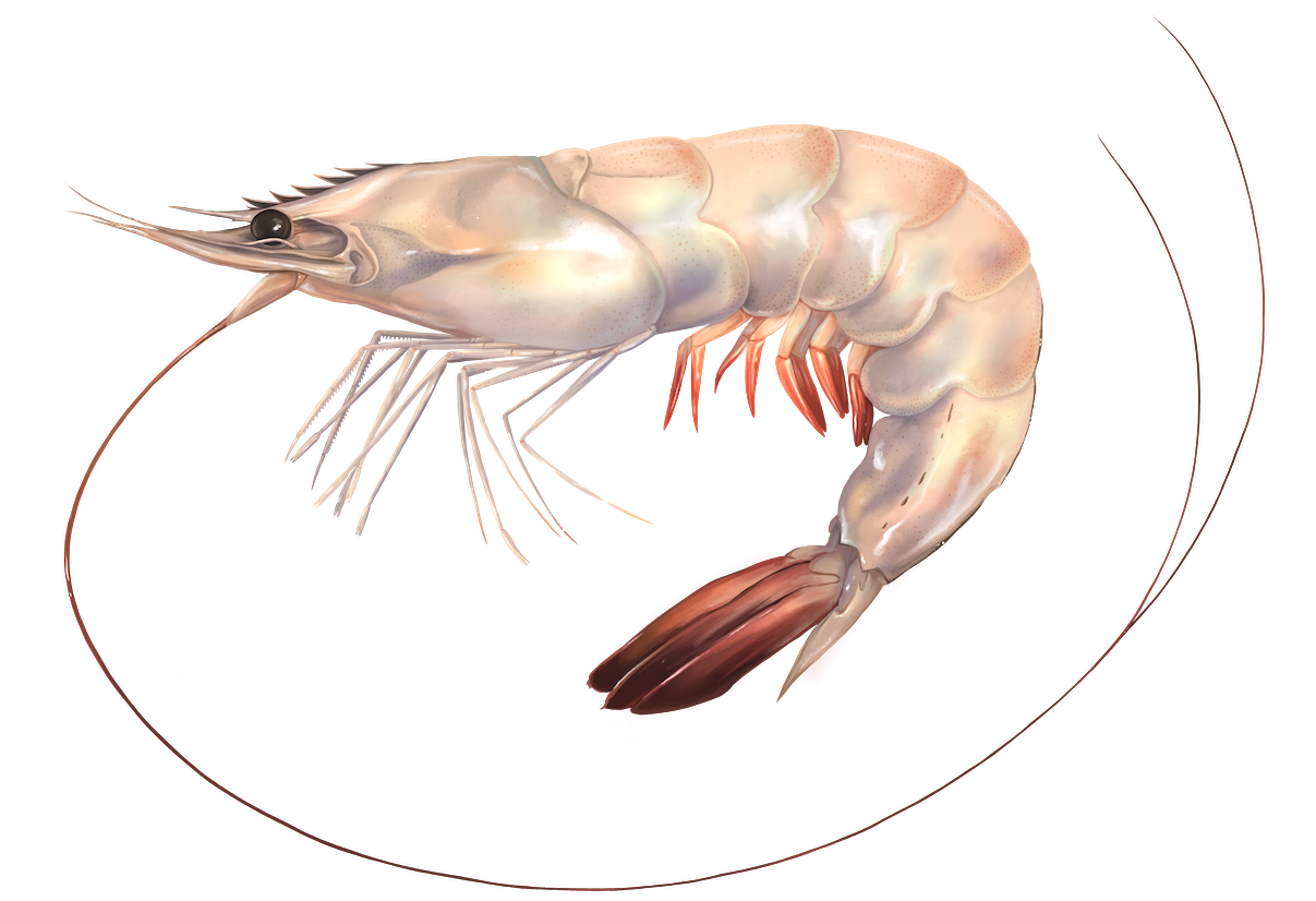 Shrimp