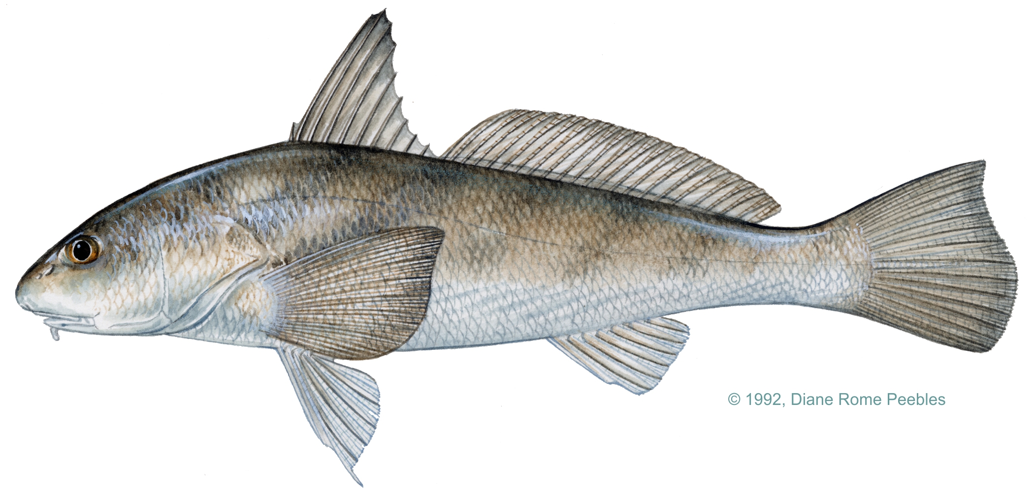 Southern Kingfish (Whiting)